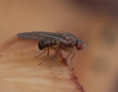 Hirtodrosophila cameraria
