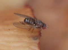 Hirtodrosophila cameraria