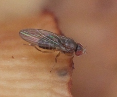 Hirtodrosophila cameraria
