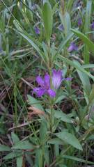 Dyschoriste humilis