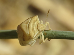 Ventocoris rusticus