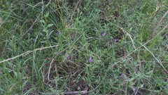 Dyschoriste humilis