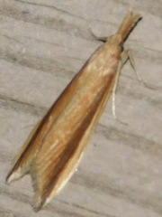 Donacaula mucronella