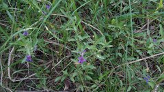 Dyschoriste humilis