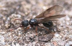 Myrmecina graminicola