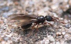 Myrmecina graminicola