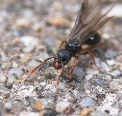 Myrmecina graminicola