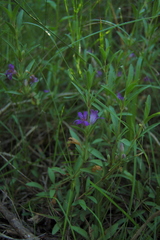 Dyschoriste humilis