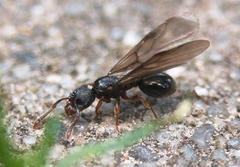 Myrmecina graminicola