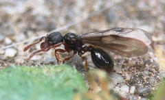 Myrmecina graminicola