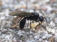 Myrmecina graminicola