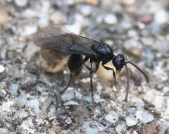Myrmecina graminicola