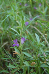 Dyschoriste humilis