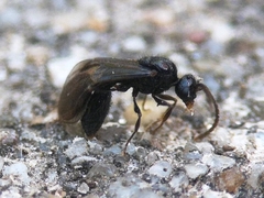 Myrmecina graminicola