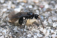 Myrmecina graminicola