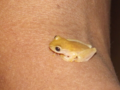 Dendropsophus minusculus