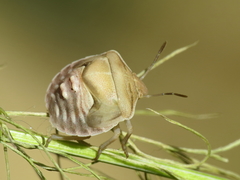 Ventocoris rusticus