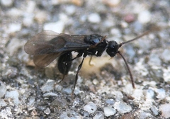 Myrmecina graminicola