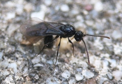 Myrmecina graminicola