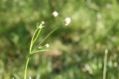 Pfaffia glomerata