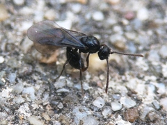 Myrmecina graminicola