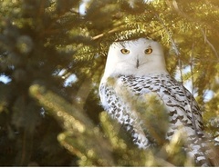 Bubo scandiacus image