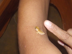 Dendropsophus minusculus