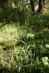 Pfaffia glomerata