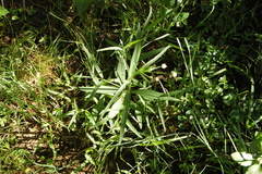 Pfaffia glomerata