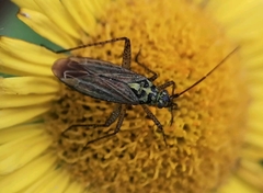 Oncotylus viridiflavus