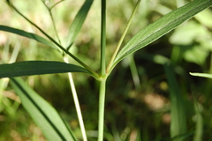 Pfaffia glomerata