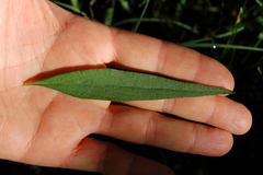 Pfaffia glomerata