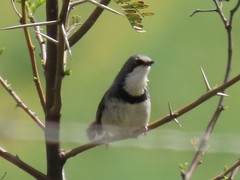 Apalis thoracica capensis