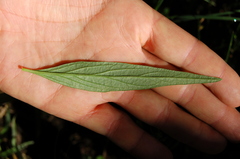 Pfaffia glomerata