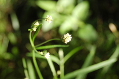 Pfaffia glomerata