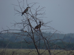 Francolinus francolinus