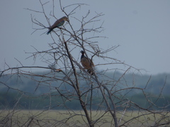 Francolinus francolinus