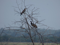 Francolinus francolinus