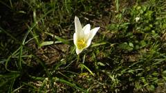 Zephyranthes mesochloa