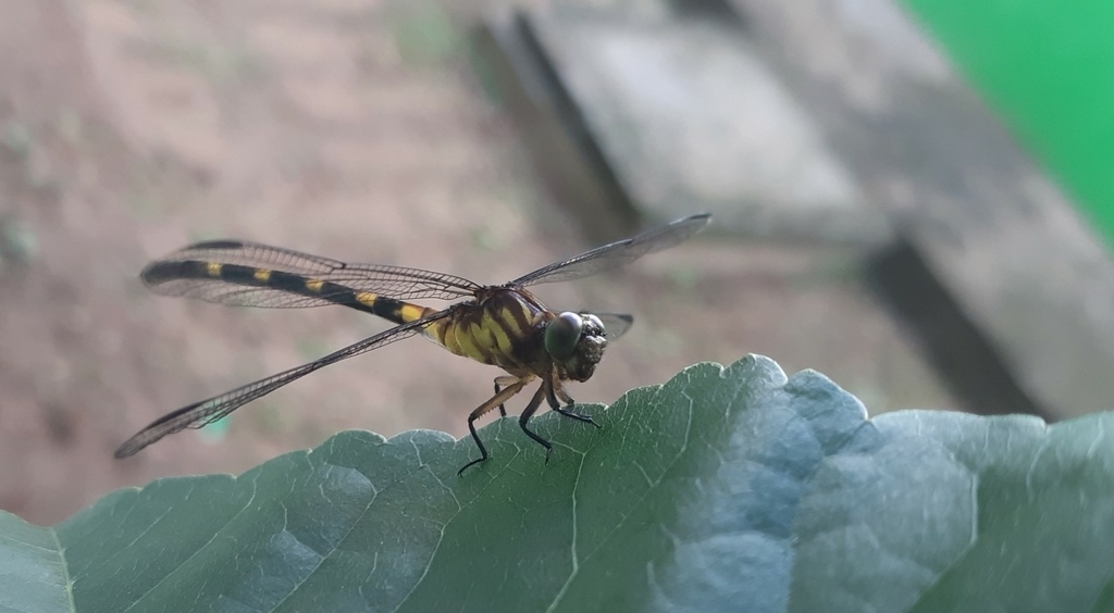 Phyllogomphoides singularis