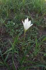 Zephyranthes mesochloa