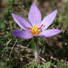 Crocus thomasii