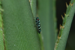 Balacha melanocephala