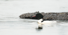 Mergus merganser