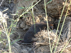 Paraechinus micropus