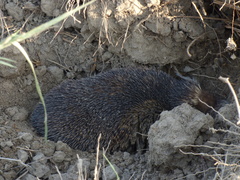 Paraechinus micropus