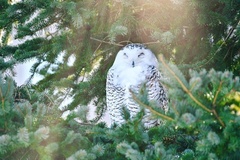 Bubo scandiacus image