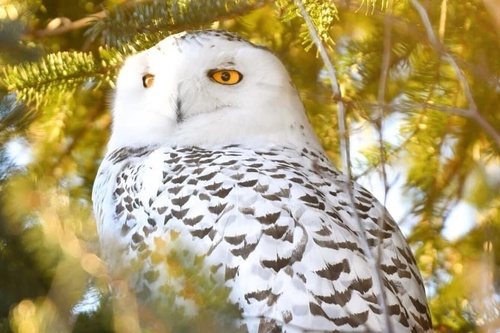 Bubo scandiacus image