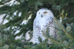 Bubo scandiacus image