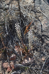 Lachenalia thomasiae